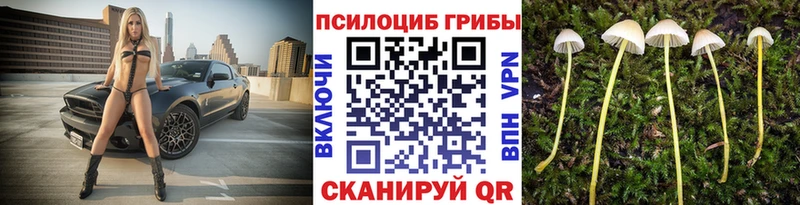 Псилоцибиновые грибы Cubensis  Старый Оскол 